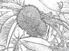 chestnut Coloring Pages To Print